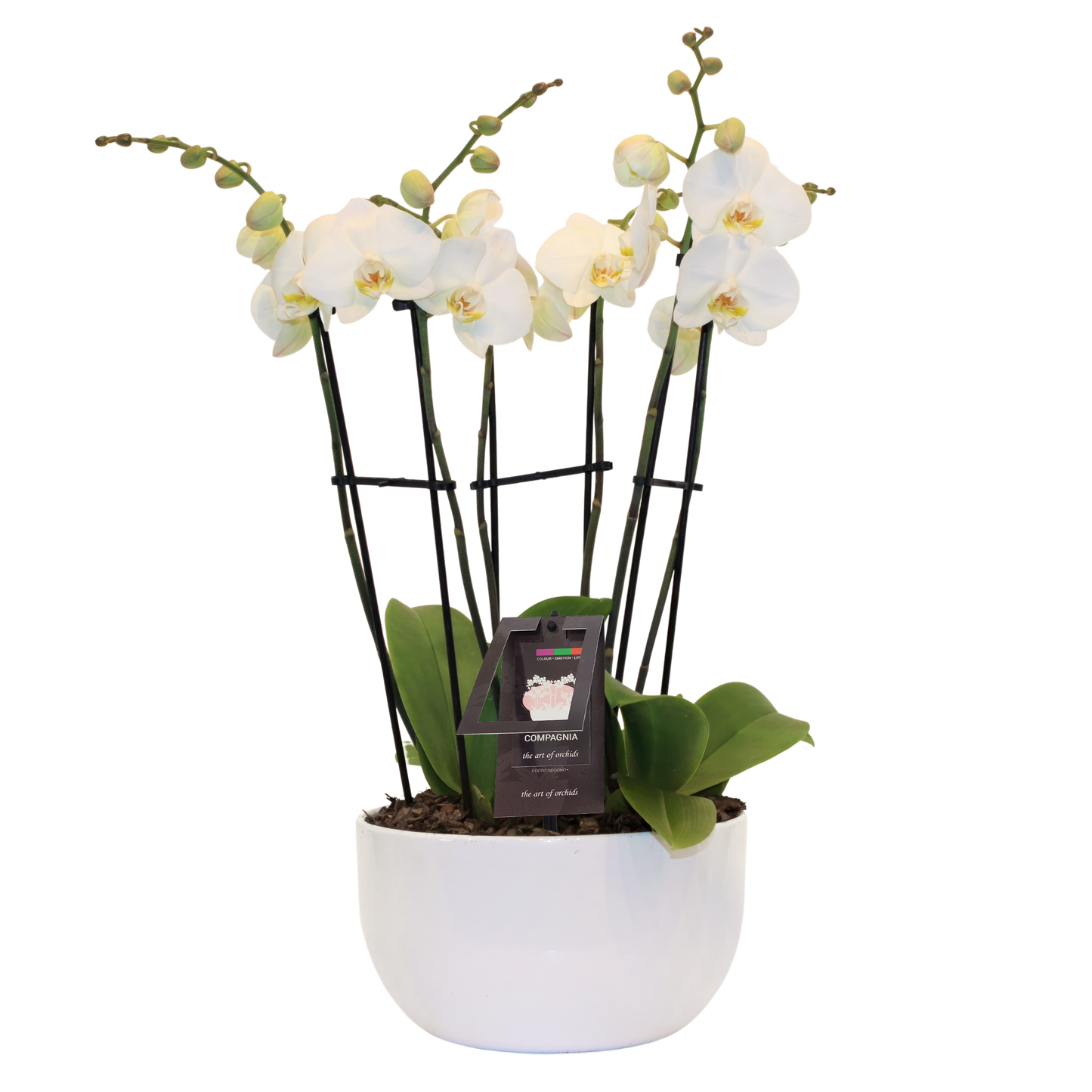 Triple Orchid Planter