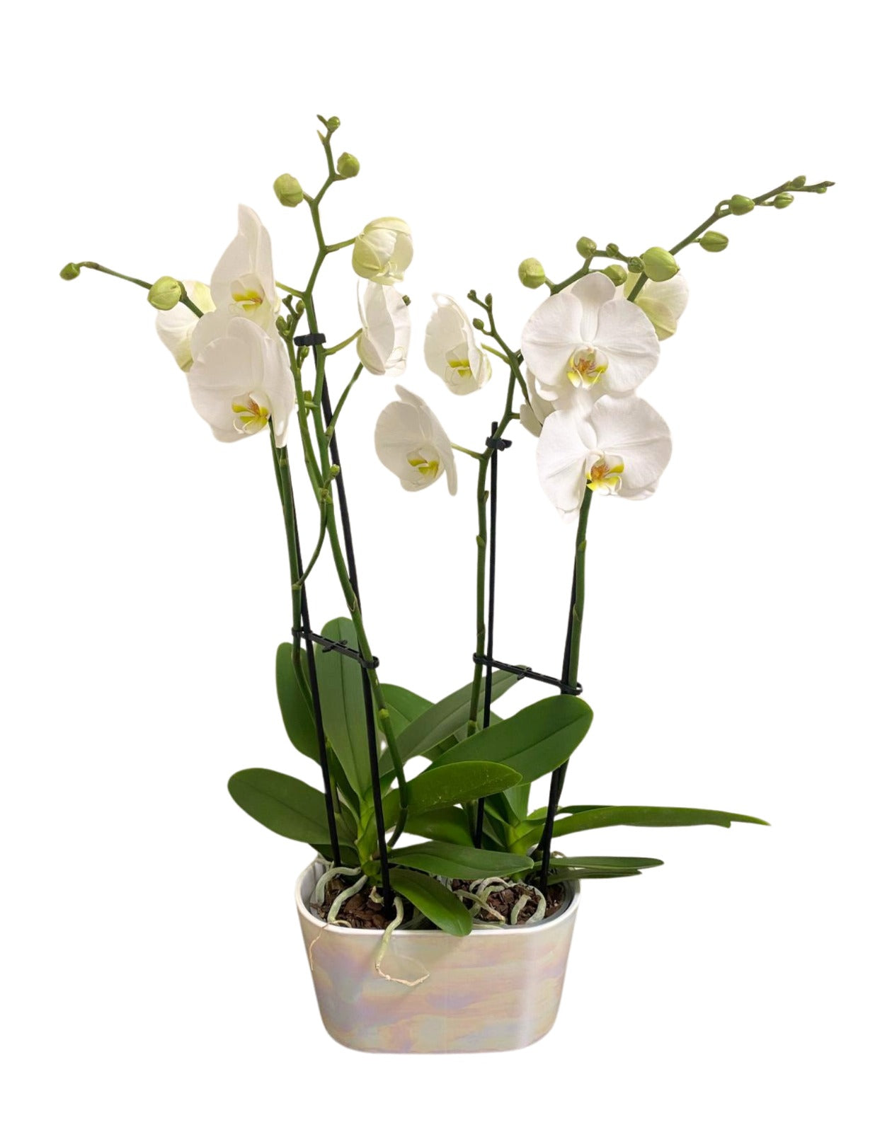 Double Orchid Planter