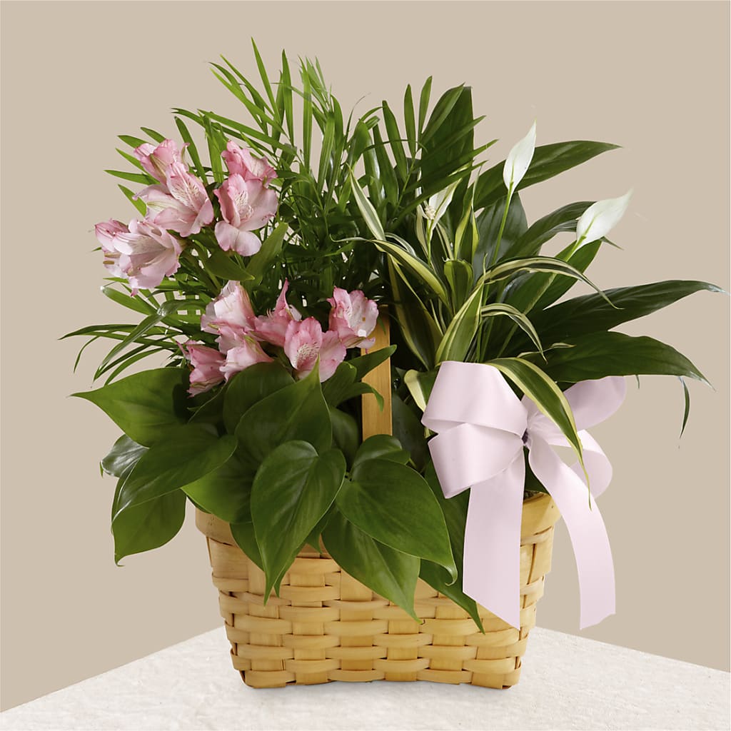Living Spirit Dishgarden – RUSSELL'S FLOWER SHOP, Hamilton ON