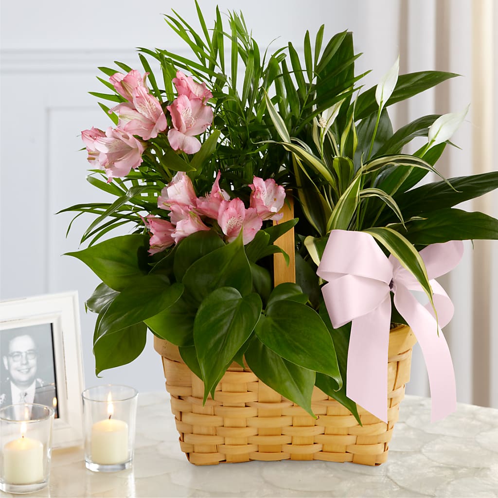 Living Spirit Dishgarden – RUSSELL'S FLOWER SHOP, Hamilton ON
