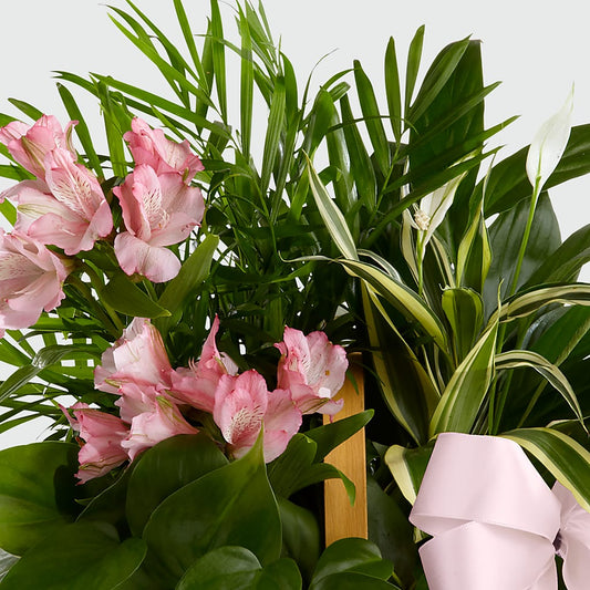 Living Spirit Dishgarden – RUSSELL'S FLOWER SHOP, Hamilton ON
