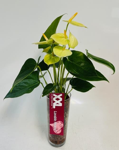 Anthurium in Glass