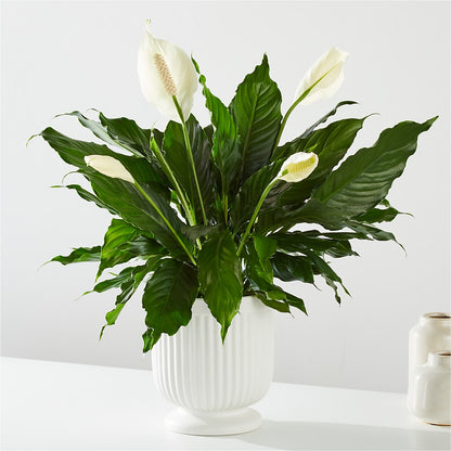 Comfort Planter – RUSSELL'S FLOWER SHOP, Hamilton ON