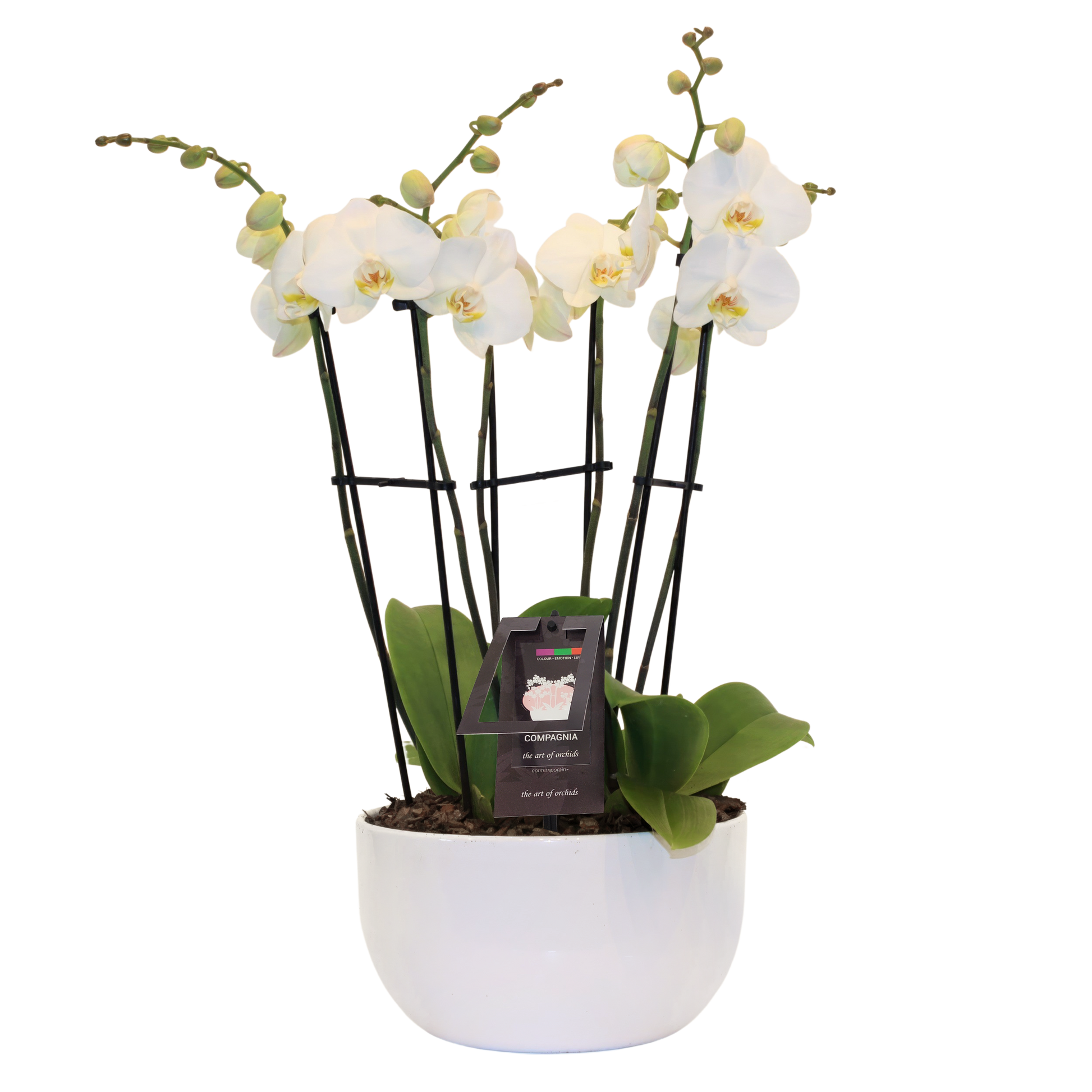 triple pot planter Triple Orchid Planter – flower arrangement | Hamilton, ON