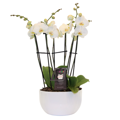 Triple Orchid Planter – RUSSELL'S FLOWER SHOP, Hamilton ON