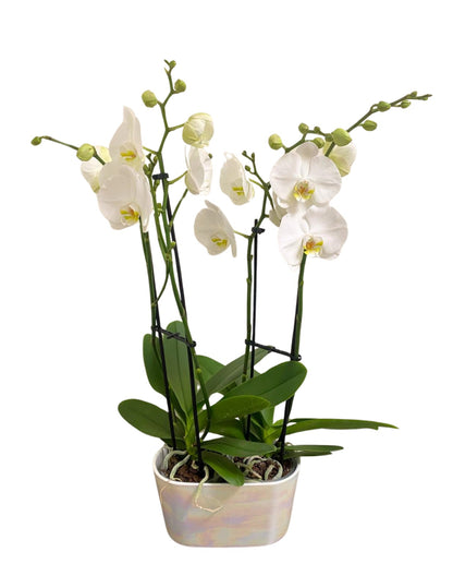 Double Orchid Planter – RUSSELL'S FLOWER SHOP, Hamilton ON