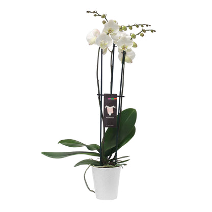 Orchid Plant – RUSSELL'S FLOWER SHOP, Hamilton ON